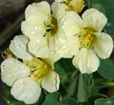 15 Moonlight Nasturtium Seeds