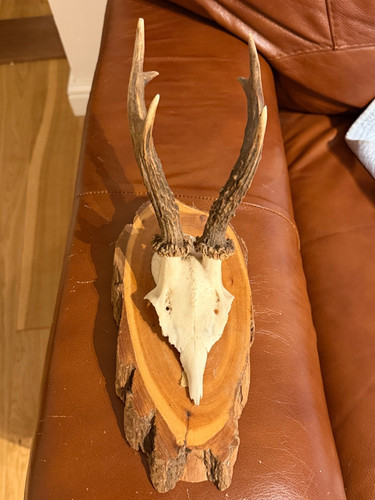 Roe buck mounted deer - roe,