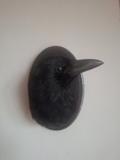 Taxidermy Carrion Crow Head