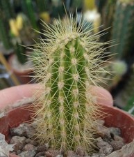 VARIEGATED Echinocereus
