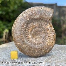 Rare perisphinctes ammonite