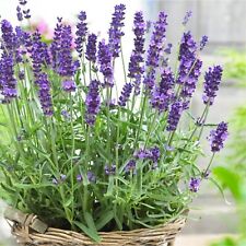 Lavender angustifolia Herb Plant in 14cm Pot - Lavandula English Lavender Bush