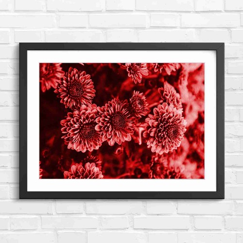 Vibrant pink chrysanthemum - vibrant,