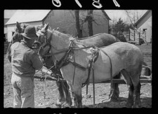 Unharnessing team of horses, Grundy County, Iowa 1940s Old Photo 10
