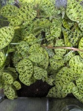 Macodes Petola Lightning Jewel Orchid Miniature Terrarium Plant