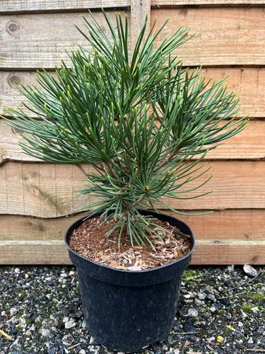 Umbrella pine tree - umbrella,