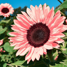 50 Non-GMO Pink Sunflower
