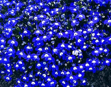 Hanging Basket Border Plants