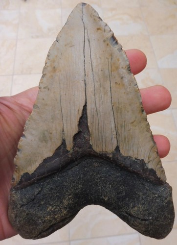 Giant megalodon tooth 6 - tooth,