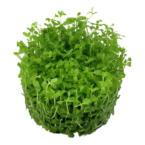 Tropica foreground live - tropica,