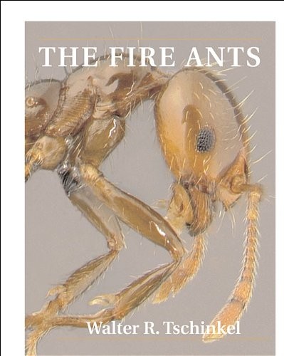 The fire ants walter - fire, r