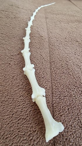 Real fox tail - fox,