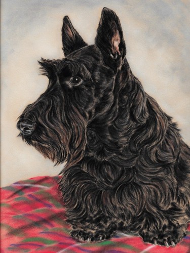 Scottish terrier black scotty - scottish,