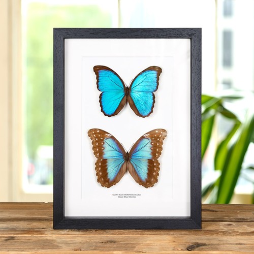 Giant blue morpho butterfly - giant,