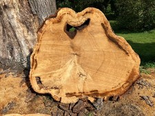 large oak tree trunk pieces some 5feet by 4 feet collect from Beccles Suffolk 