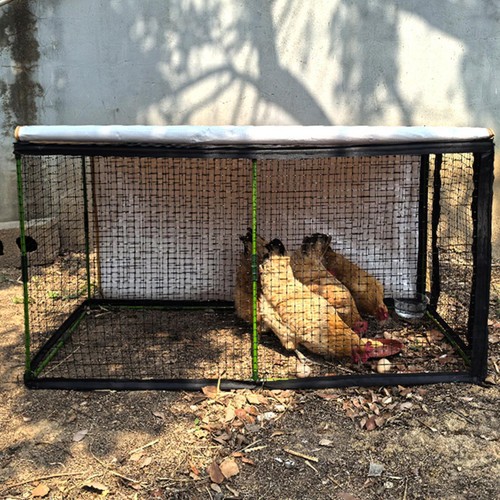 Chickens run tunnel hen house - chickens,