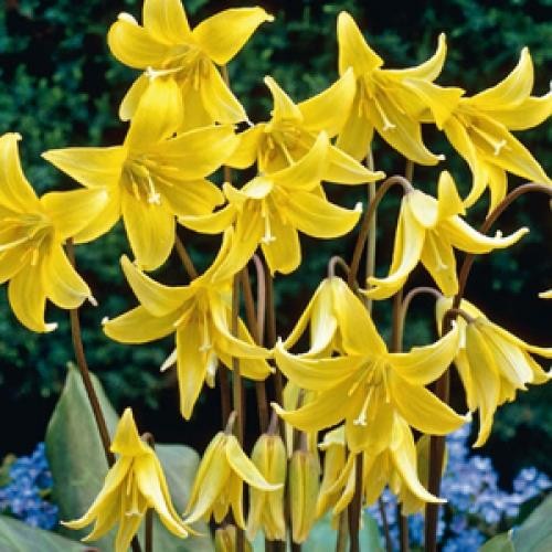 Erythronium pagoda quality - pagoda,
