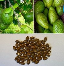 Soursop | 5 seeds | Viable | Guanabana | Annona Muricata | Same Day Dispatch
