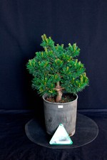 Japanese white pine ( Pinus