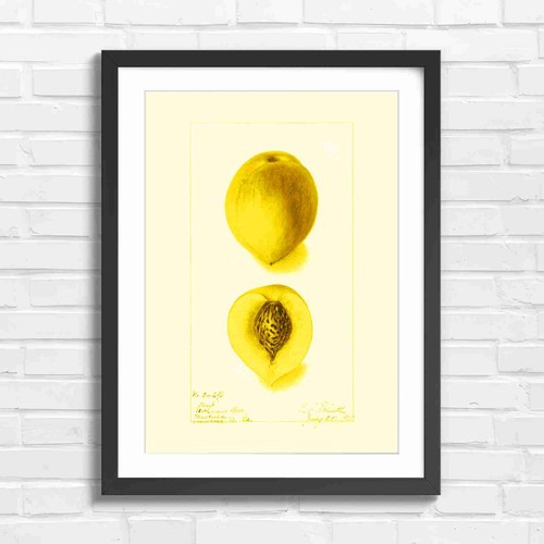 Vintage peach botanical art - vintage,