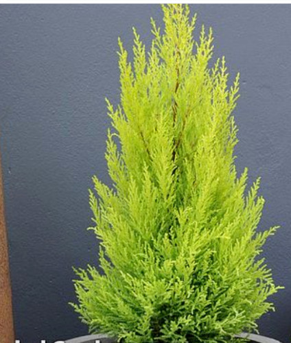 Cupressus goldcrest wilma - cupressus,