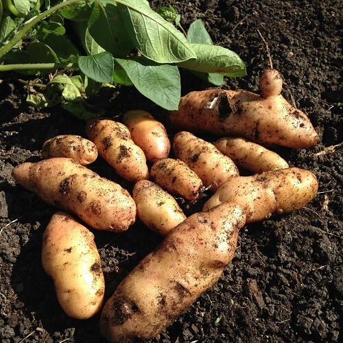 Organic farm anya british - anya,