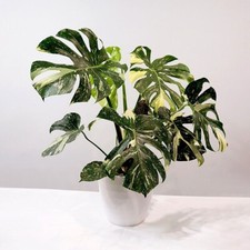 Variegated Monstera Deliciosa