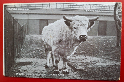 Vintage postcard - vintage, b&w