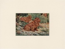 SUSSEX SPANIEL OLD 1958 DOG ART PRINT MOUNTED Artist WALTER A WEBER