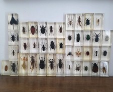 National Geographic Bugs in