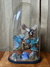 Antique Victorian Exotic Bird Taxidermy - With Glass Dome