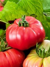 TOMATO SEEDS - 12 Varieties  -