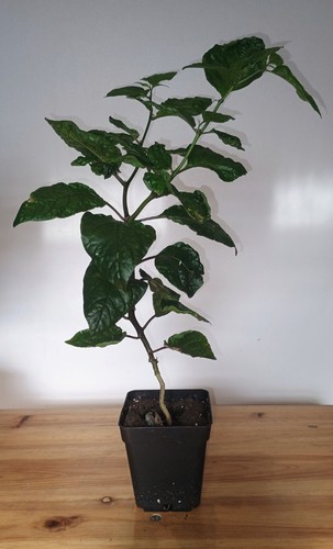 Carolina reaper chilli - carolina, plants