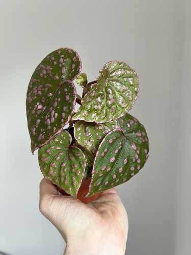 Begonia roseopunctata rare - roseopunctata,