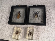 2 X Display Cases Containing Beetles Plus 2 In Resin