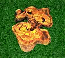 22X17 inc. Unique Olive Root
