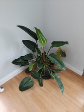 Philodendren Green Congo