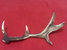 FALLOW DEER ANTLER 450g