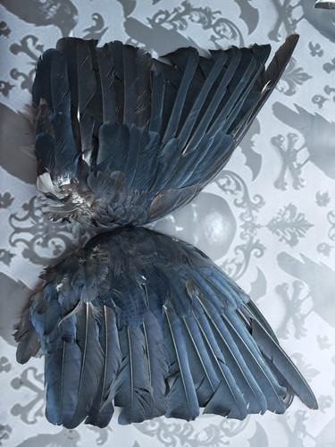 Crow wings displayed - crow,