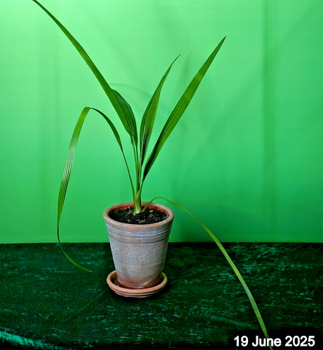Homegrown date palm tree - date,