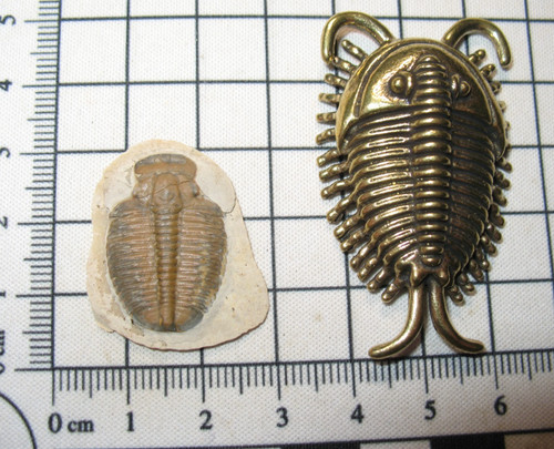 Cambrian elrathia kingi - cambrian,