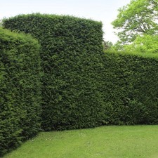English yew hedging - yew, plants