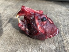 Real Muskrat Skull Frozen