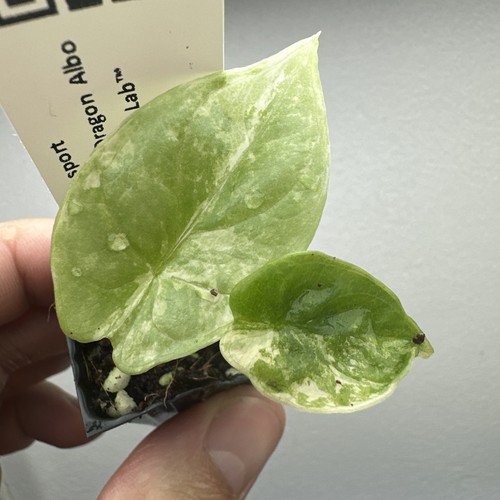 Alocasia silver dragon - alocasia,