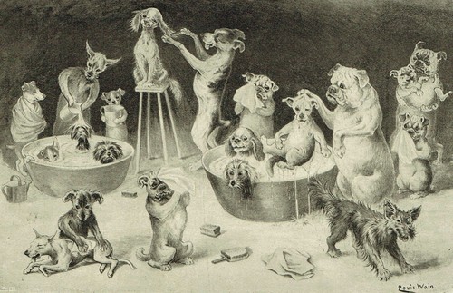 Tub night dogs bath - bath, 1895