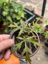 Cut leaf Japanese maple