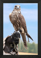 A Falcon On Handlers Hand