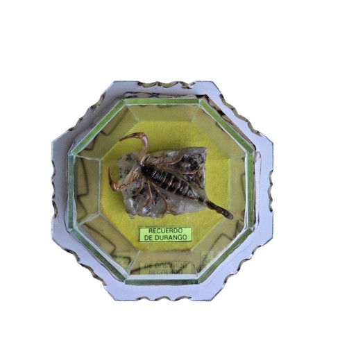 Vintage scorpion taxidermy - scorpion,