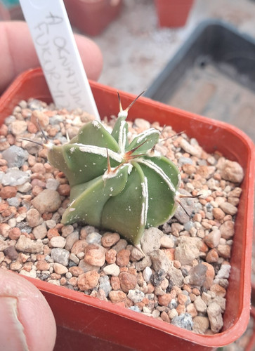 Astrophytum ornatum fukuru - astrophytum,