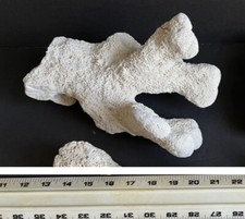 Acropora Palifera Coral